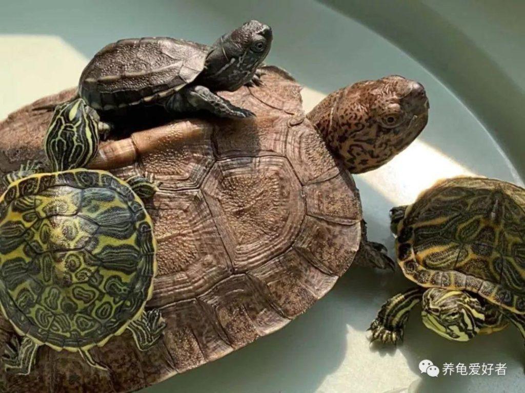 亚巨怎么样?好饲养吗?亚洲四大巨龟之一——亚巨饲养指南 亚巨怎么样?好饲养吗?亚洲四大巨龟之一——亚巨饲养指南