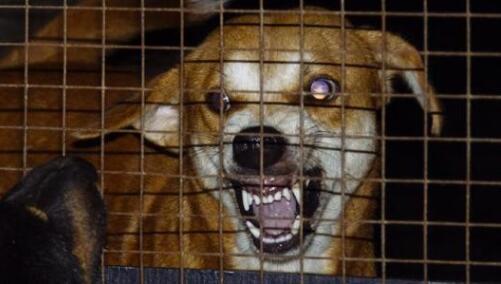 狗狗感染狂犬病会出现哪些症状？普通人被狗咬了后怎么处理？