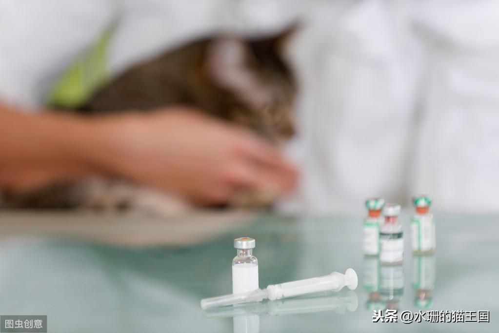 猫感觉过敏也是一种病?猫咪发病时可能会攻击主人? 猫感觉过敏也是一种病?猫咪发病时可能会攻击主人?