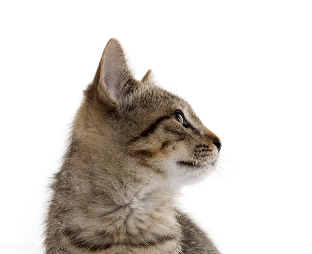 公猫不配猫是什么病症?如何让猫咪快速配种 公猫不配猫是什么病症?如何让猫咪快速配种