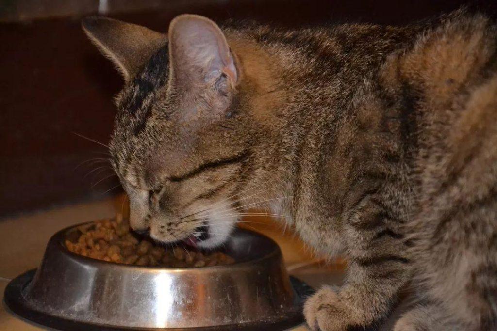猫高蛋白饮食的常见四大误区，铲屎官了解过吗？