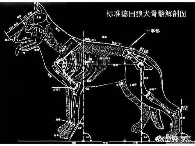 德牧犬是弓背的好还是平背的好？两者有什么差异？