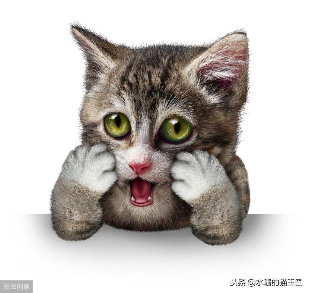 猫感觉过敏也是一种病?猫咪发病时可能会攻击主人? 猫感觉过敏也是一种病?猫咪发病时可能会攻击主人?