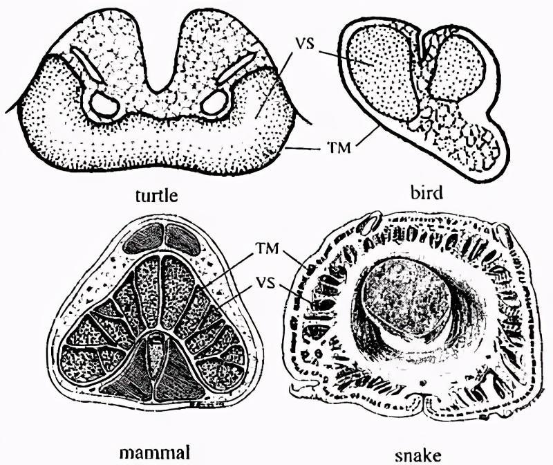 乌龟是怎么繁殖的？为什么它的丁丁不是圆柱形的而是奇形怪状的？