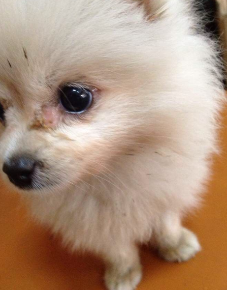 博美犬有泪痕,找准这些原因,才能更好消除哦 博美犬有泪痕,找准这些原因,才能更好消除哦