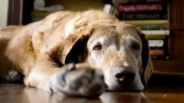 老年期的狗狗有什么症状？出现这5个症状，就代表你家狗狗已经步入了老年期