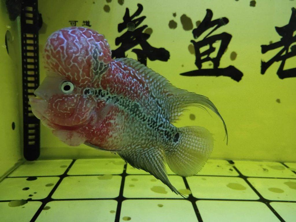 饲养罗汉鱼需要底滤鱼缸,和强悍的过滤系统吗,有什么注意事项?(养罗汉鱼过滤系统要多大容量) 饲养罗汉鱼需要底滤鱼缸,和强悍的过滤系统吗,有什么注意事项?(养罗汉鱼过滤系统要多大容量)