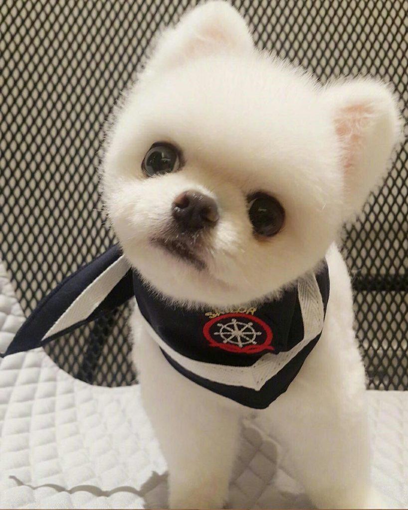 博美心脏病,肺部有炎症,咳嗽比较厉害,呼吸不畅怎么办? 博美心脏病,肺部有炎症,咳嗽比较厉害,呼吸不畅怎么办?