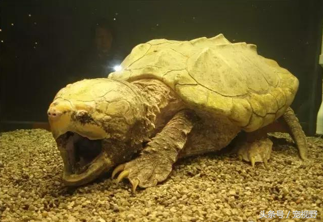 教你认识地球上最大的淡水龟‘‘鳄龟’’，最古老的爬行动物
