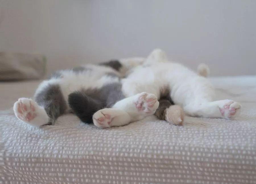 猫咪不同的睡姿都有着不同的含义？猫咪常见的4种睡姿代表的不同含义