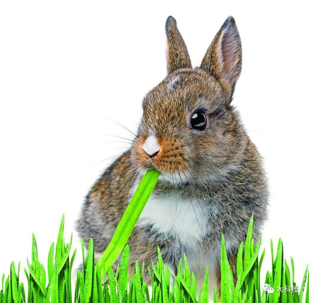 兔子真的爱吃胡萝卜吗？兔子其实不像我们印象中的那样爱吃胡萝卜？