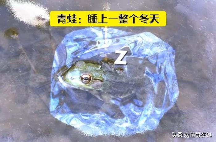 世界上睡觉时间最长的动物是什么?盘点动物们的10个你不知道的极端睡眠时间 世界上睡觉时间最长的动物是什么?盘点动物们的10个你不知道的极端睡眠时间