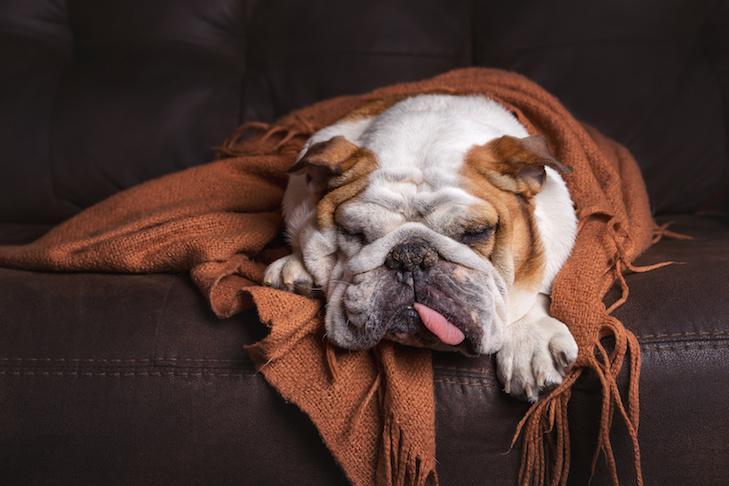 什么是犬类流感，主人该如何预防狗狗流感？不幸患上了该如何治疗