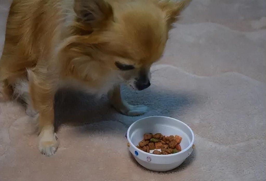 传闻是人们已知最古老的犬种之一，了解吉娃娃的一些基本知识