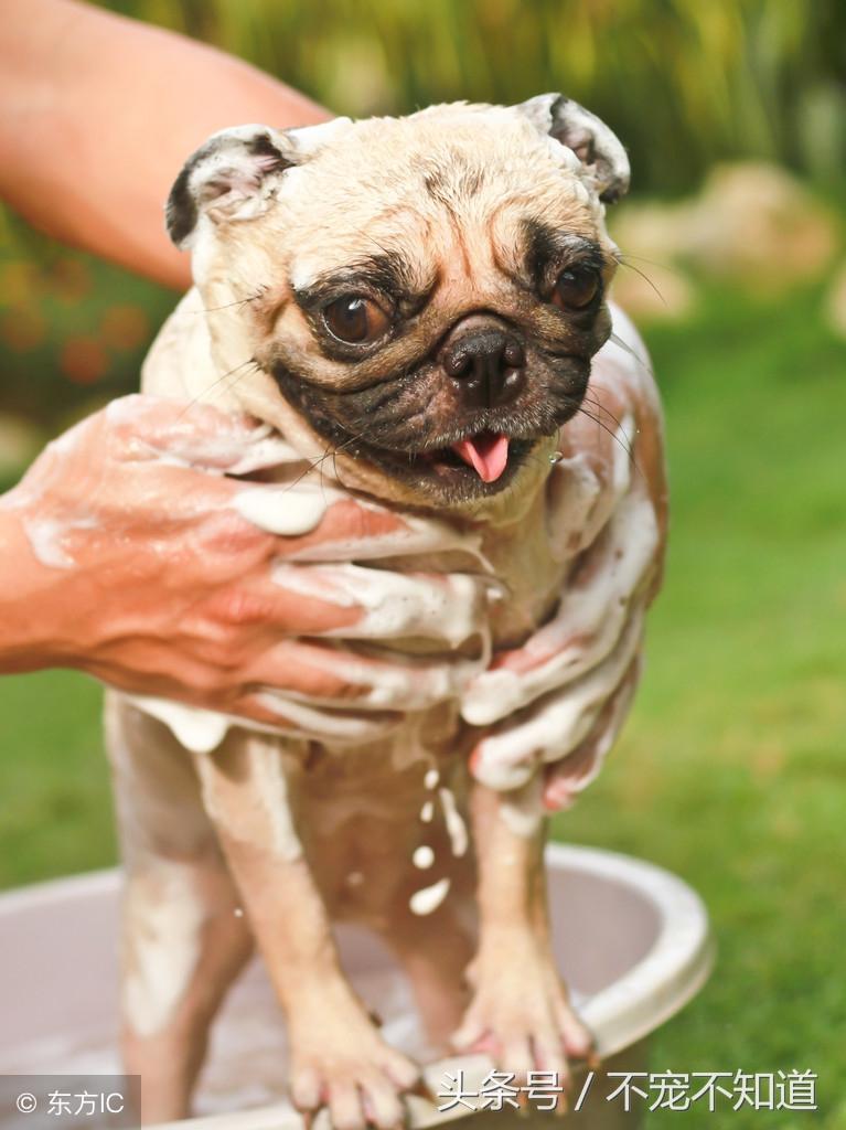 人用沐浴露不可以给狗狗洗，如何选购合适的宠物浴液？