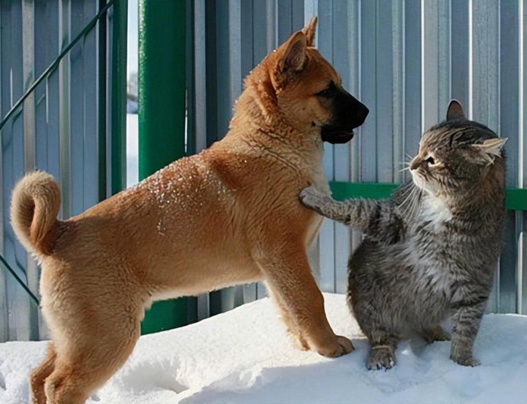 狗狗为什么会怕猫咪?狗狗怕猫,其实是有原因的! 狗狗为什么会怕猫咪?狗狗怕猫,其实是有原因的!
