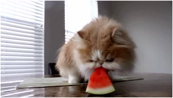 猫咪能吃的水果你知道吗？几种水果都是猫咪可以吃的，榴莲也能吃