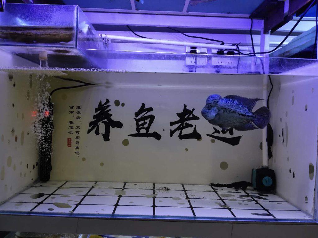 饲养罗汉鱼需要底滤鱼缸，和强悍的过滤系统吗，有什么注意事项？（养罗汉鱼过滤系统要多大容量）