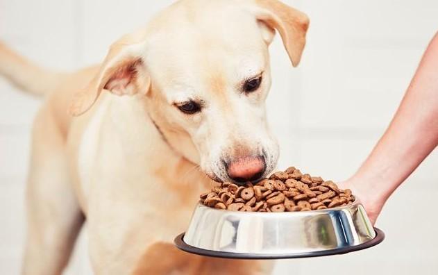 狗狗总是吃很多，有可能是疾病导致的，狗狗食量增加的正常原因