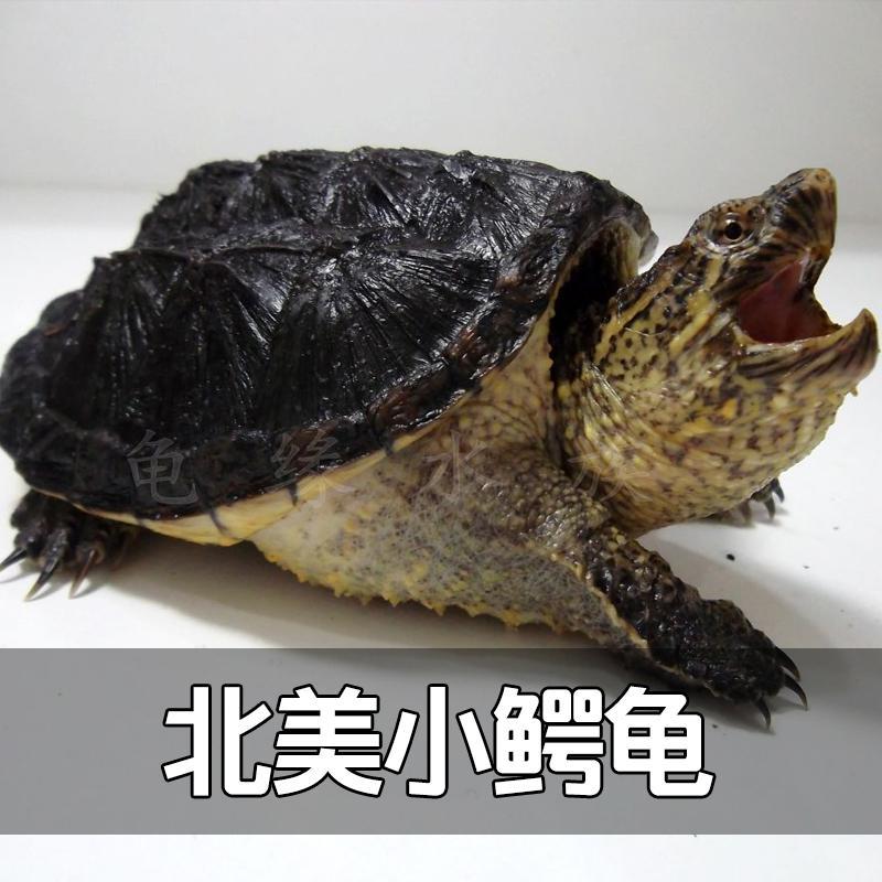 谈谈佛鳄龟,鳄龟是人类文明的见证者,附有佛鳄龟饲养指南 谈谈佛鳄龟,鳄龟是人类文明的见证者,附有佛鳄龟饲养指南