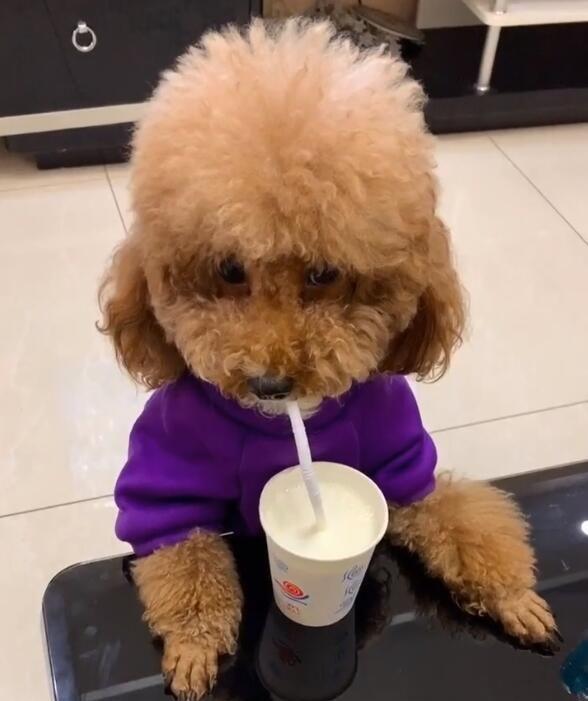 很多铲屎官都想要知道泰迪犬有没有认主？从哪些方面看呢？