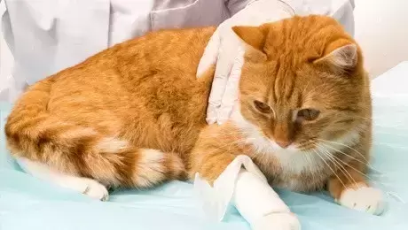 饲养猫咪的家庭都会准备急救药品呢？
