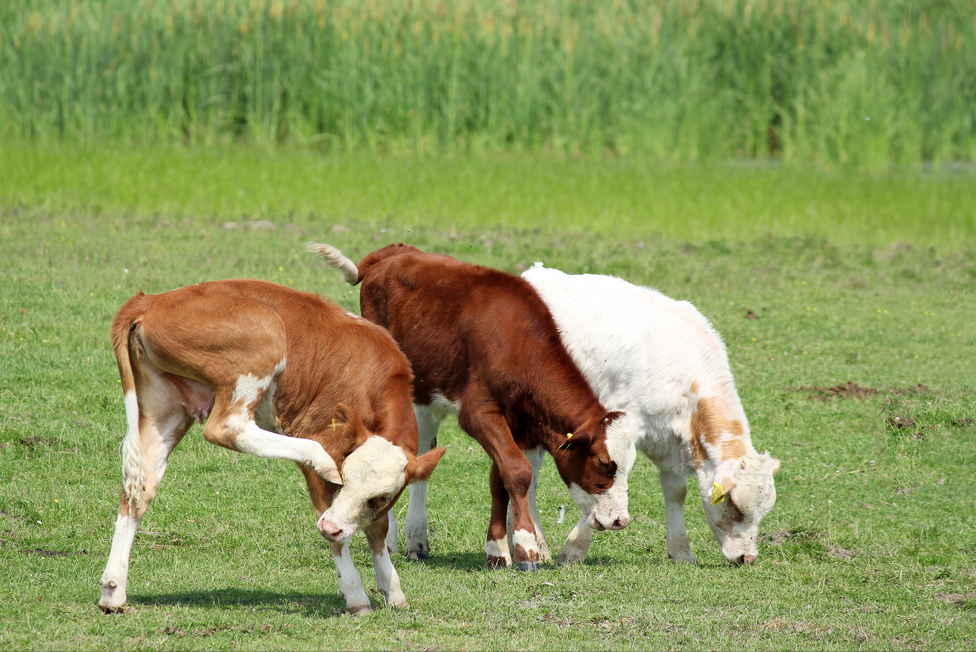 牛得了红鼻子病 要怎样治？肉牛红鼻子是什么病引起的？