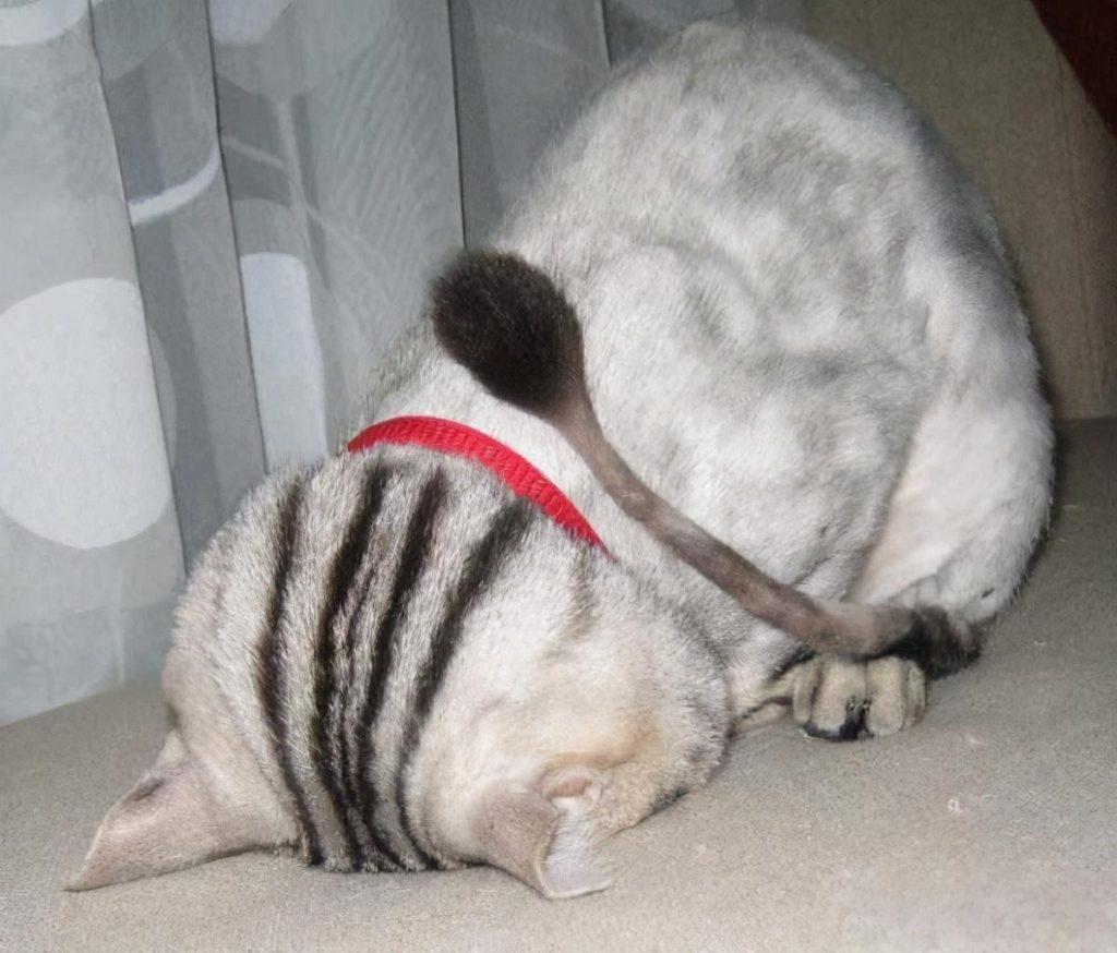 萌翻了！盘点猫咪常见的10种睡姿，你觉得哪种最可爱？
