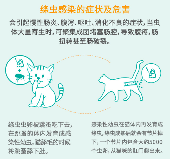 猫咪的驱虫药哪一款最好?体内外两用药不一定满足猫咪驱虫需求? 猫咪的驱虫药哪一款最好?体内外两用药不一定满足猫咪驱虫需求?