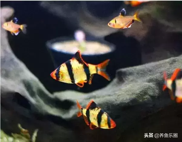 盘点最美9种观赏鱼,好想把这些美丽的鱼儿统统带回家! 盘点最美9种观赏鱼,好想把这些美丽的鱼儿统统带回家!