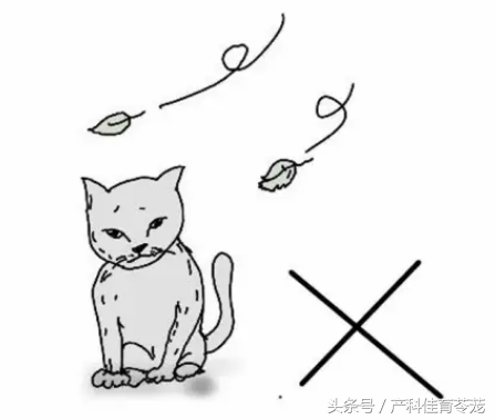 弓形虫到底是什么?弓形虫有什么危害?孕期怎么预防? 弓形虫到底是什么?弓形虫有什么危害?孕期怎么预防?