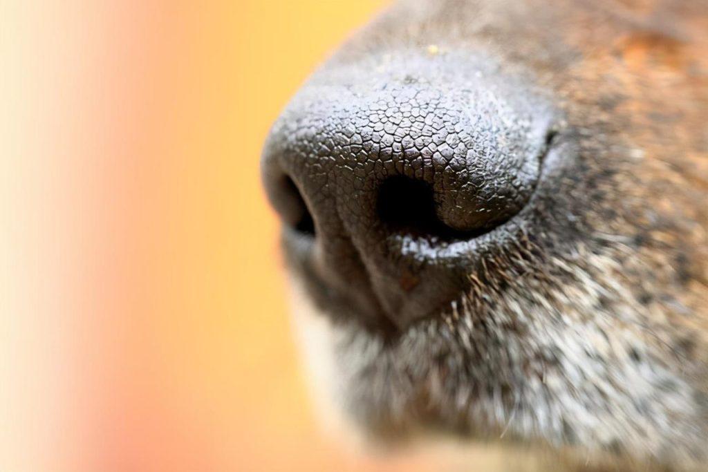 狗狗鼻子为什么会湿润？狗鼻子干怎么办？