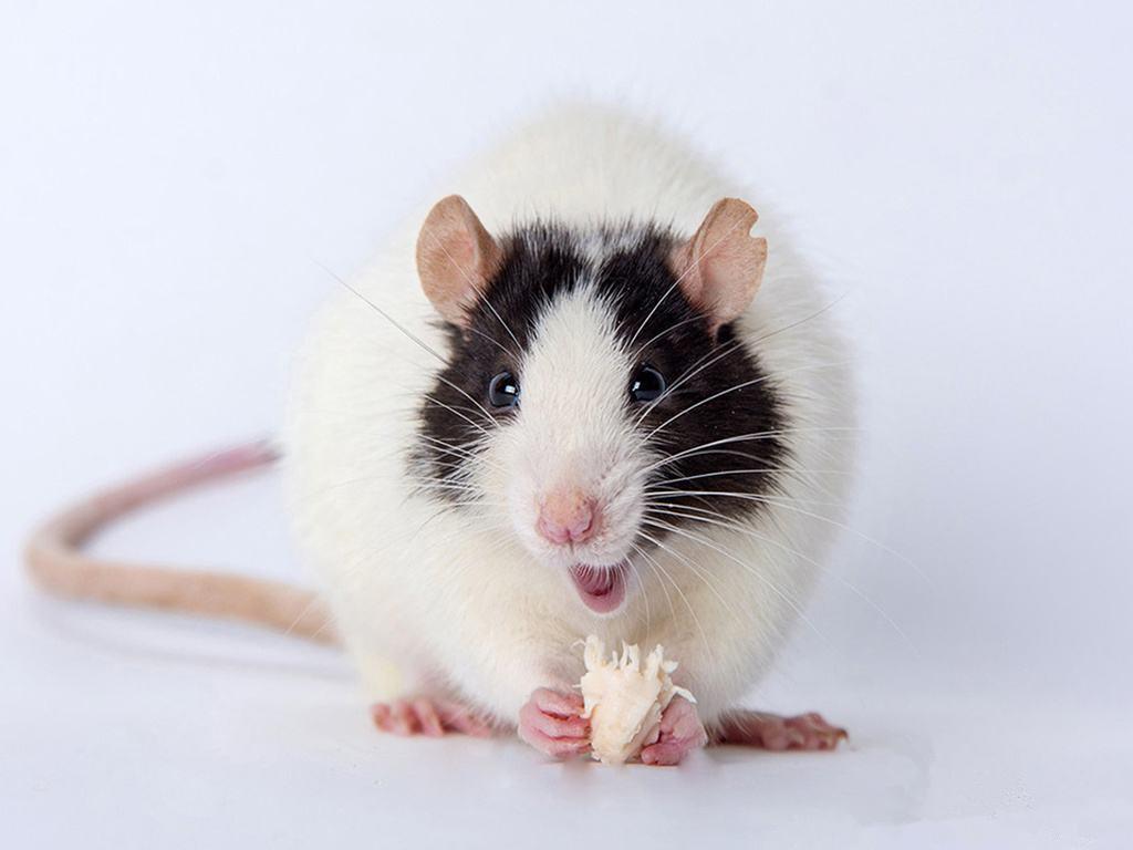 讨厌老鼠，却对这种宠物老鼠爱到不行？风靡欧美的宠物老鼠——花枝鼠
