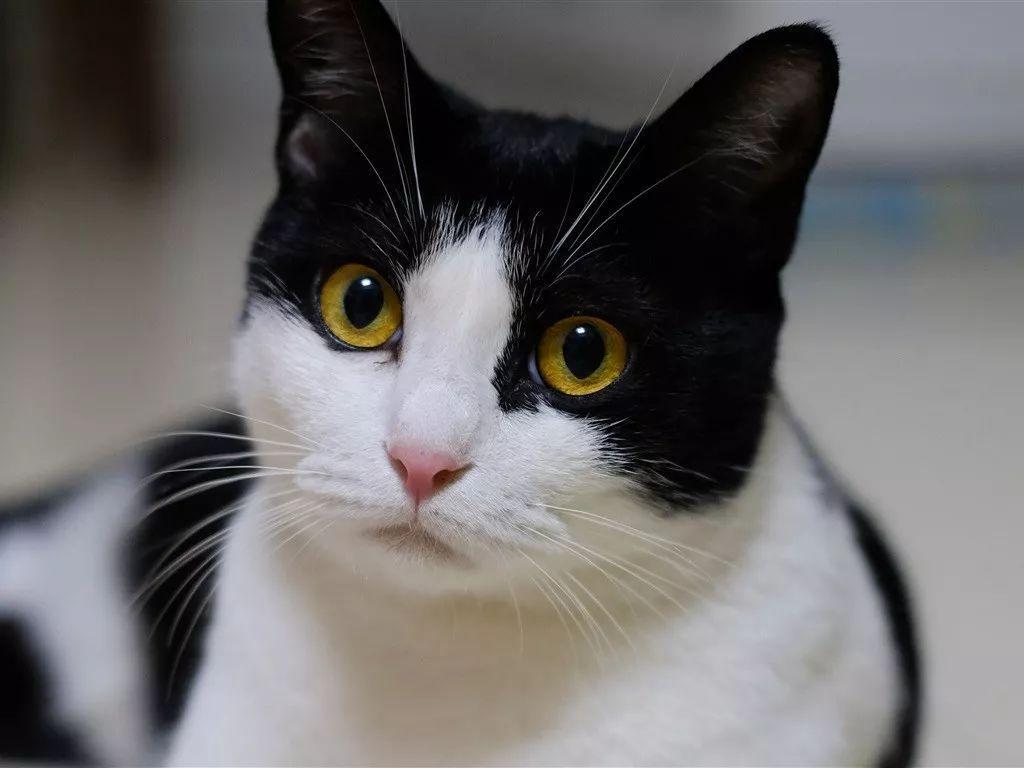 为什么要避免和猫咪对视？猫咪漂亮的眼睛传达了什么样的信号呢？