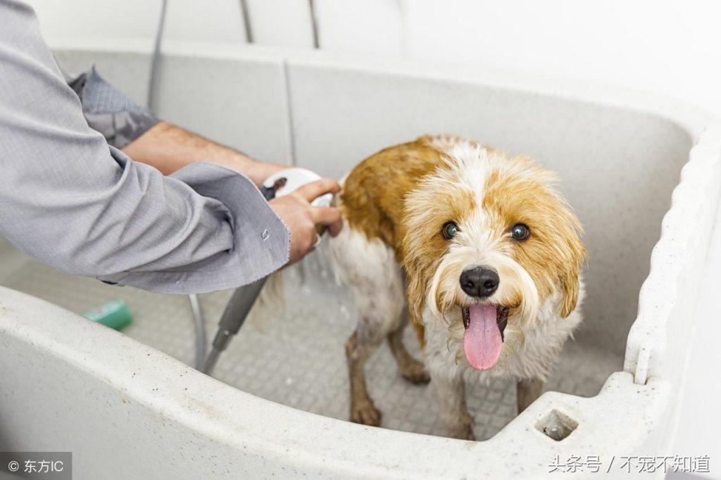 人用沐浴露不可以给狗狗洗，如何选购合适的宠物浴液？