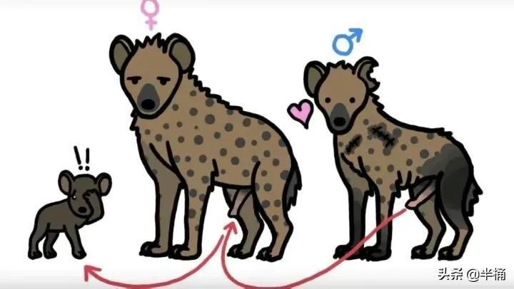 为什么雌性斑鬣狗长出假丁丁？那么它们如何繁育后代呢？