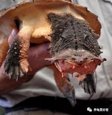 亚巨怎么样?好饲养吗?亚洲四大巨龟之一——亚巨饲养指南 亚巨怎么样?好饲养吗?亚洲四大巨龟之一——亚巨饲养指南