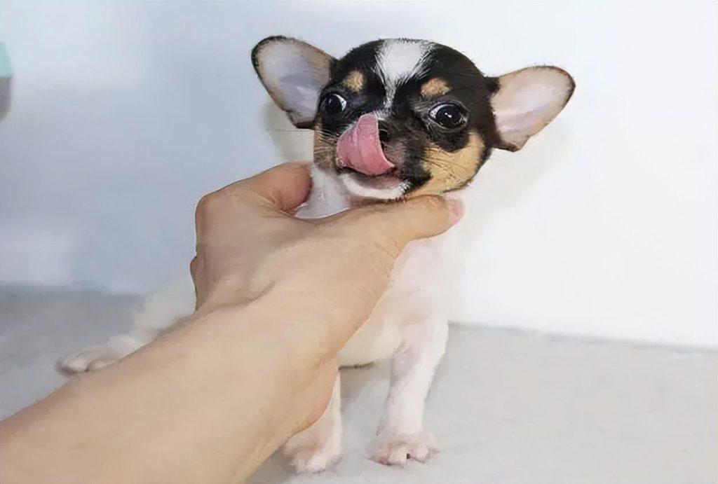 传闻是人们已知最古老的犬种之一，了解吉娃娃的一些基本知识