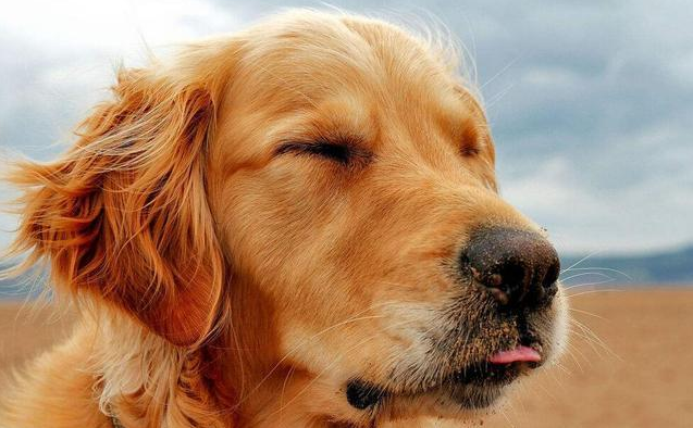 金毛犬毛发为什么粗糙暗淡？是什么原因导致的呢？