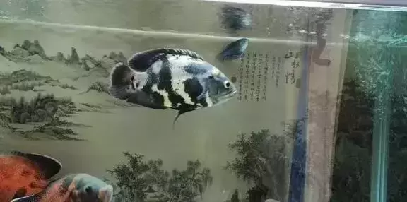 盘点10种宠物鱼,很适合还不太熟悉养鱼的人饲养 盘点10种宠物鱼,很适合还不太熟悉养鱼的人饲养