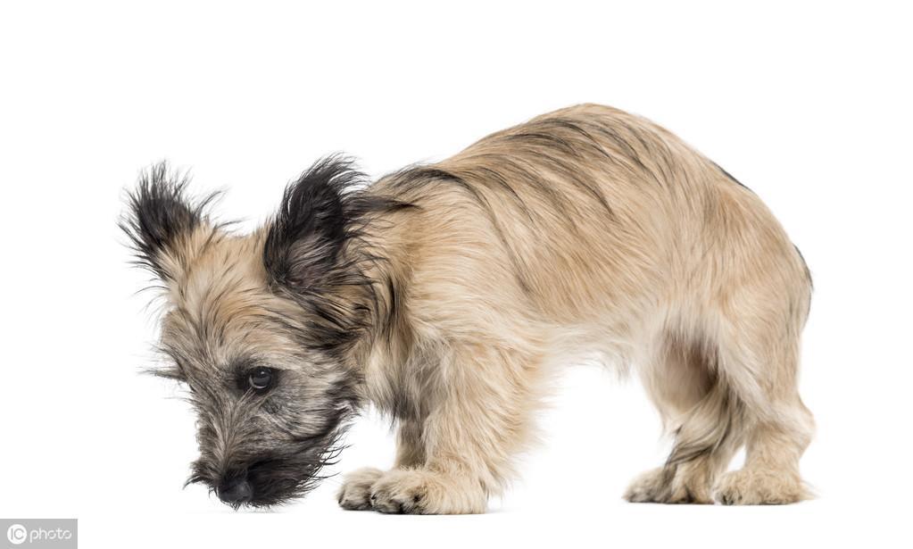 狗狗对乙酰氨基酚中毒会死掉吗？以后应该如何治疗？