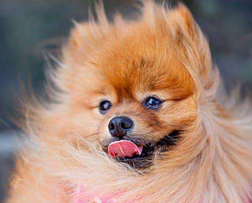博美犬天生易患这6种疾病,养前要知道以免发生意外 博美犬天生易患这6种疾病,养前要知道以免发生意外