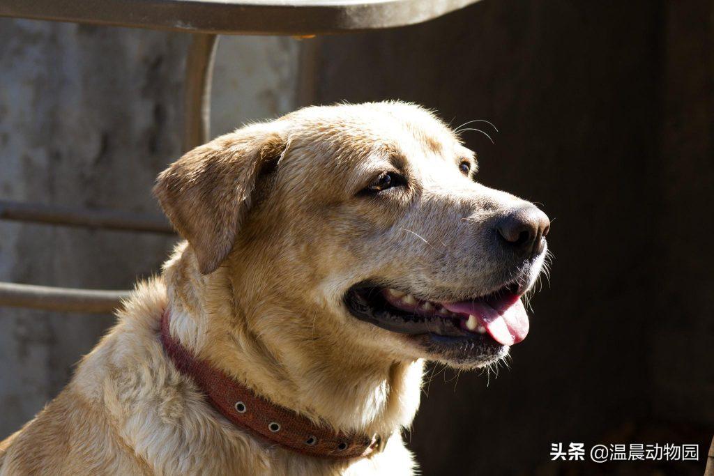 辟谣:狗狗1岁相当于人类7岁?最新的狗狗换算人类年龄的方法公式 辟谣:狗狗1岁相当于人类7岁?最新的狗狗换算人类年龄的方法公式