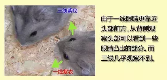 仓鼠界的网红脸?一线仓鼠和三线仓鼠的区别在哪里? 仓鼠界的网红脸?一线仓鼠和三线仓鼠的区别在哪里?