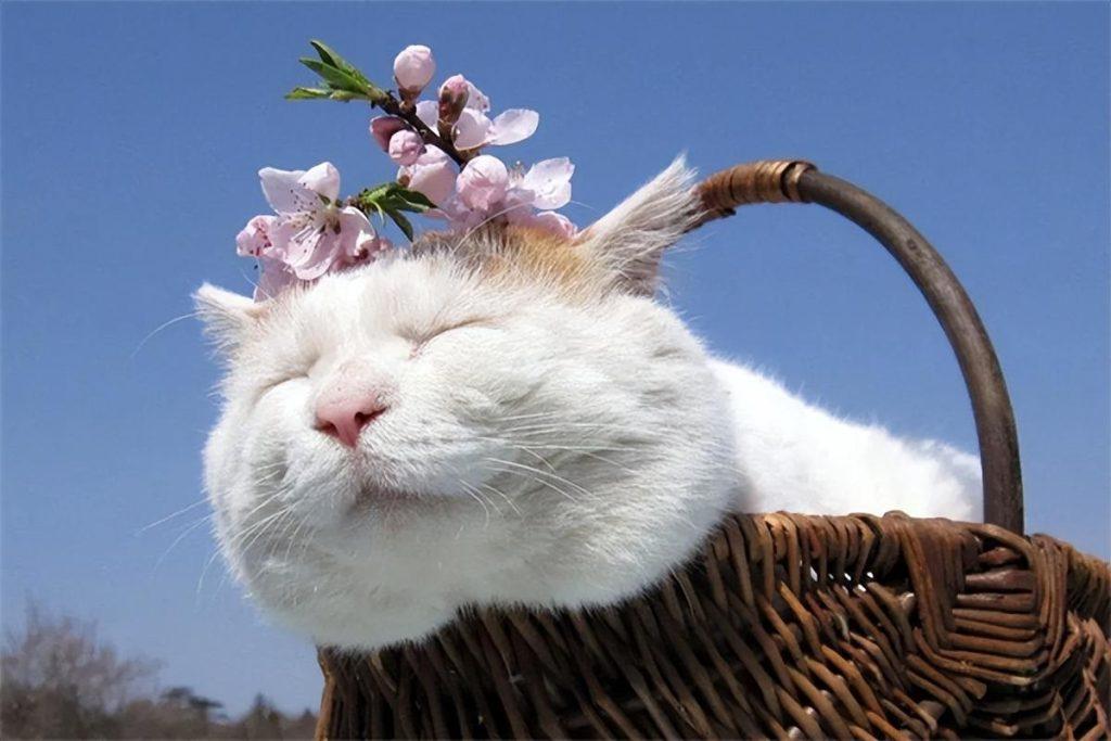 猫咪吃蟑螂有什么危害? 猫咪吃蟑螂有什么危害?
