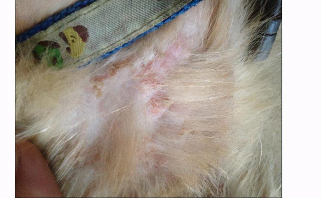 金毛犬毛发为什么粗糙暗淡？是什么原因导致的呢？