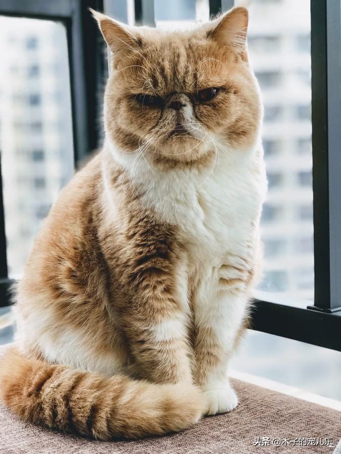 半路领养的大猫不好养?并不是不好养,是你养的方式不对 半路领养的大猫不好养?并不是不好养,是你养的方式不对