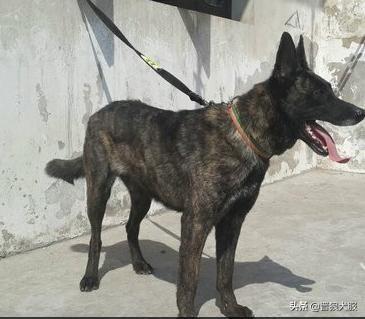 狗来打狗,人来咬人?训练一条马犬做私人保镖 狗来打狗,人来咬人?训练一条马犬做私人保镖