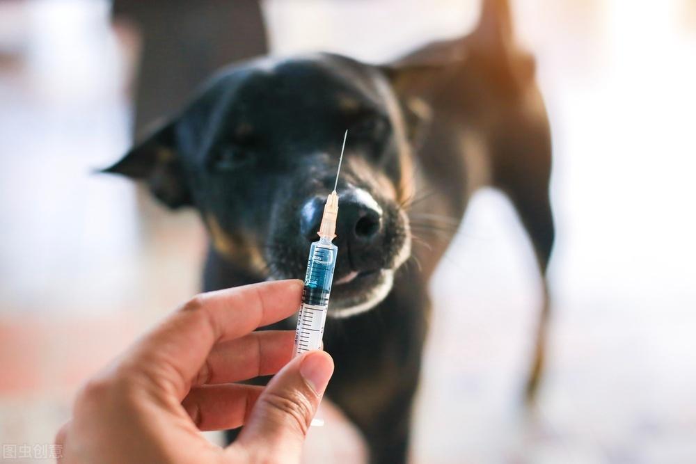 【世界狂犬病日】关于狂犬病疫苗注射的那些问题 【世界狂犬病日】关于狂犬病疫苗注射的那些问题