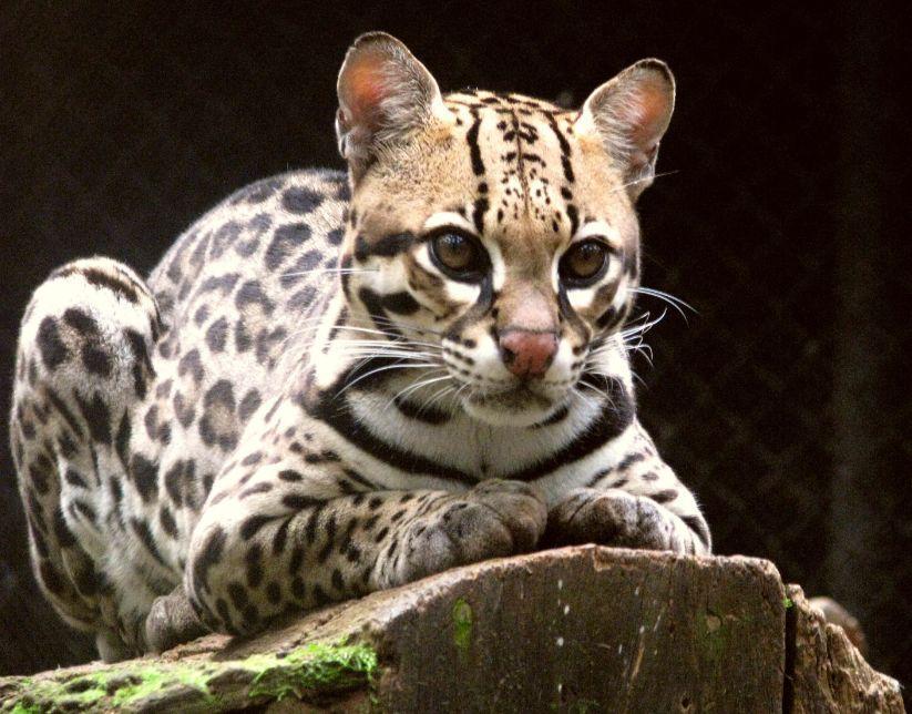 豹猫大家都知道,那虎猫呢?虎猫和豹猫有什么区别? 豹猫大家都知道,那虎猫呢?虎猫和豹猫有什么区别?
